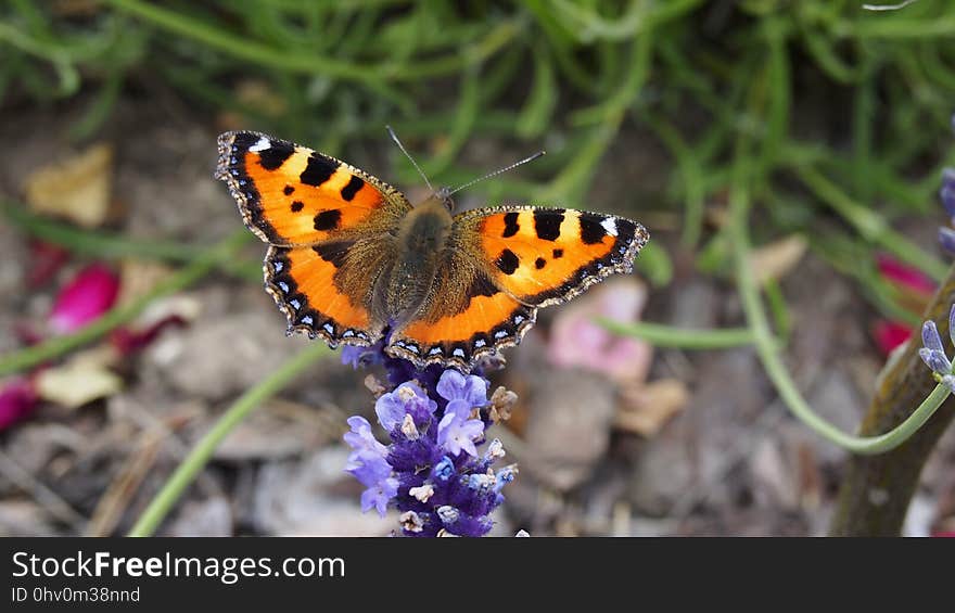 Butterfly, Moths And Butterflies, Brush Footed Butterfly, Insect