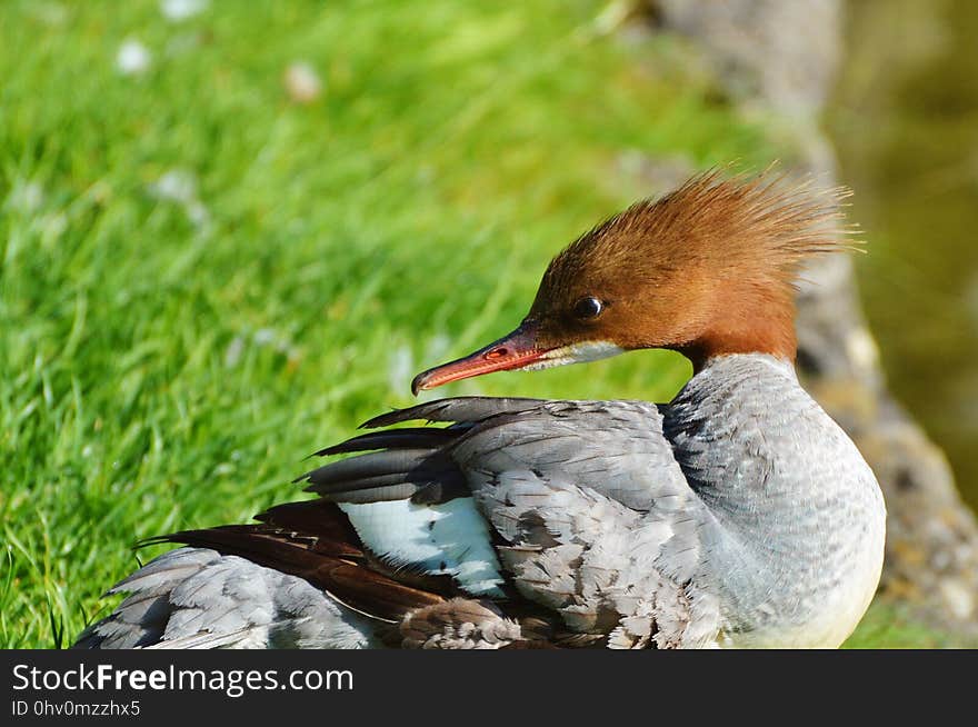 Bird, Fauna, Beak, Water Bird