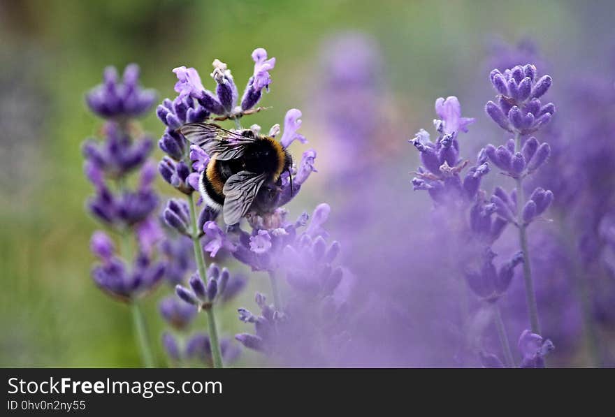 Lavender, English Lavender, Purple, Flower