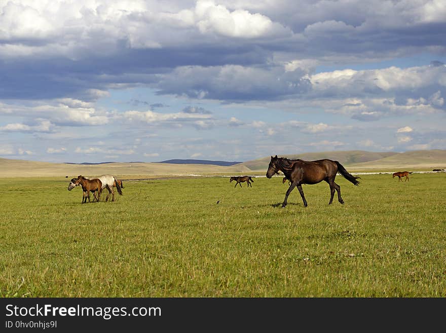 Grassland, Pasture, Ecosystem, Grazing