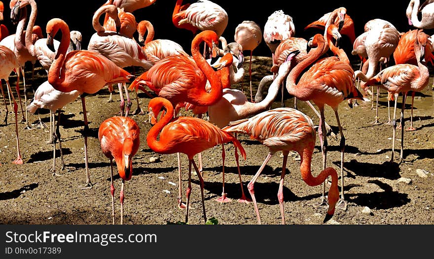 Flamingo, Water Bird, Bird, Beak