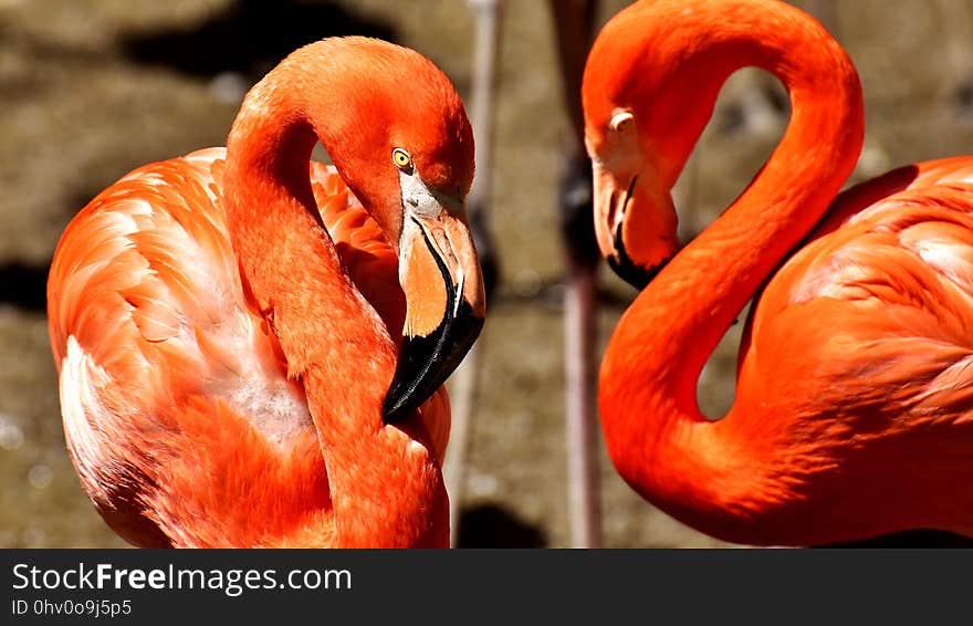 Flamingo, Bird, Vertebrate, Water Bird