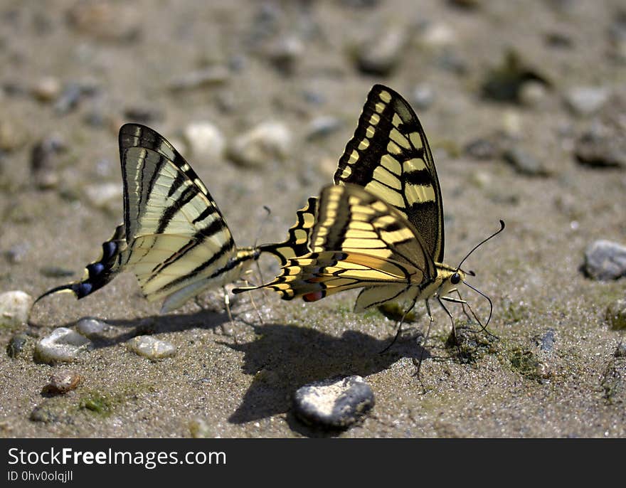 Butterfly, Moths And Butterflies, Insect, Invertebrate