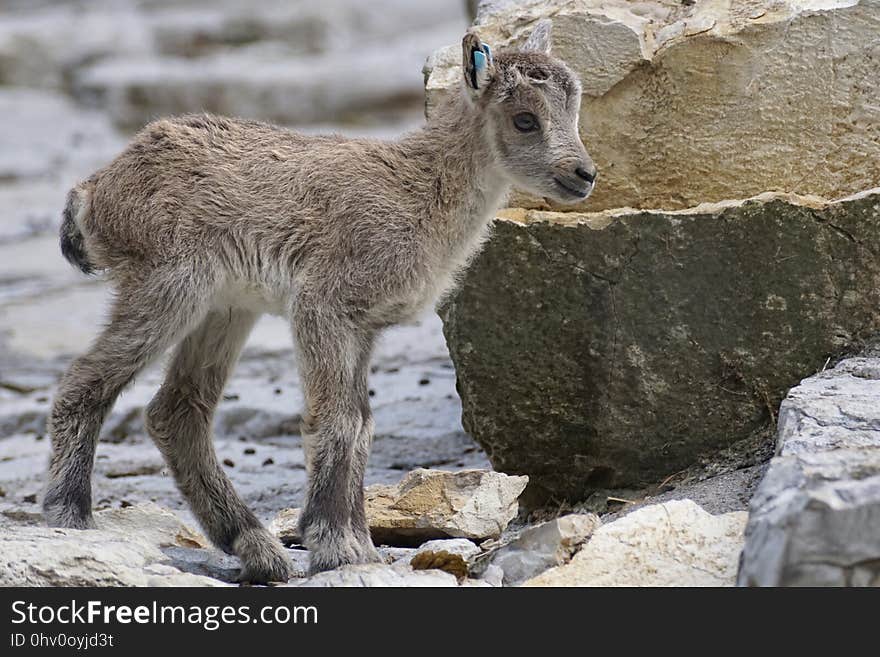 Goats, Fauna, Wildlife, Mountain Goat