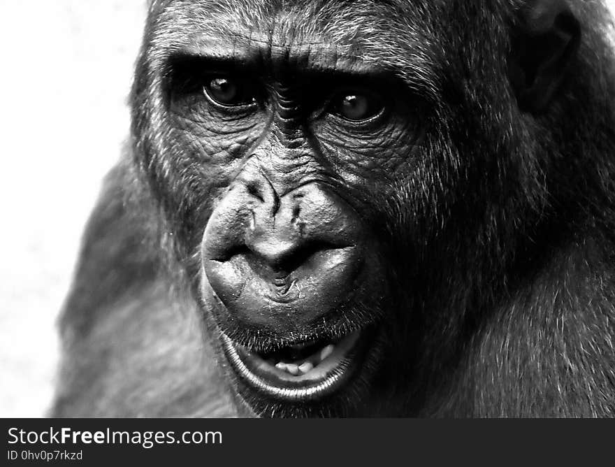 Face, Black, Black And White, Great Ape