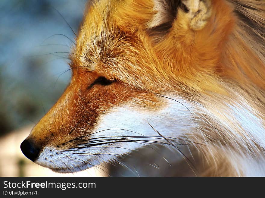 Fox, Wildlife, Red Fox, Fur