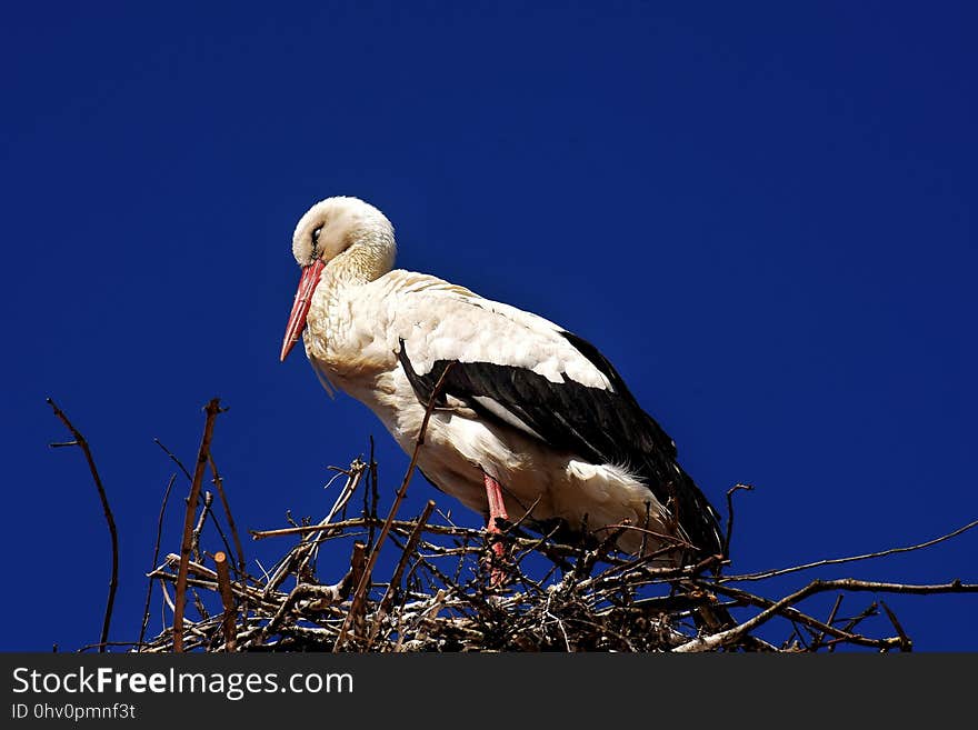 Bird, White Stork, Stork, Sky