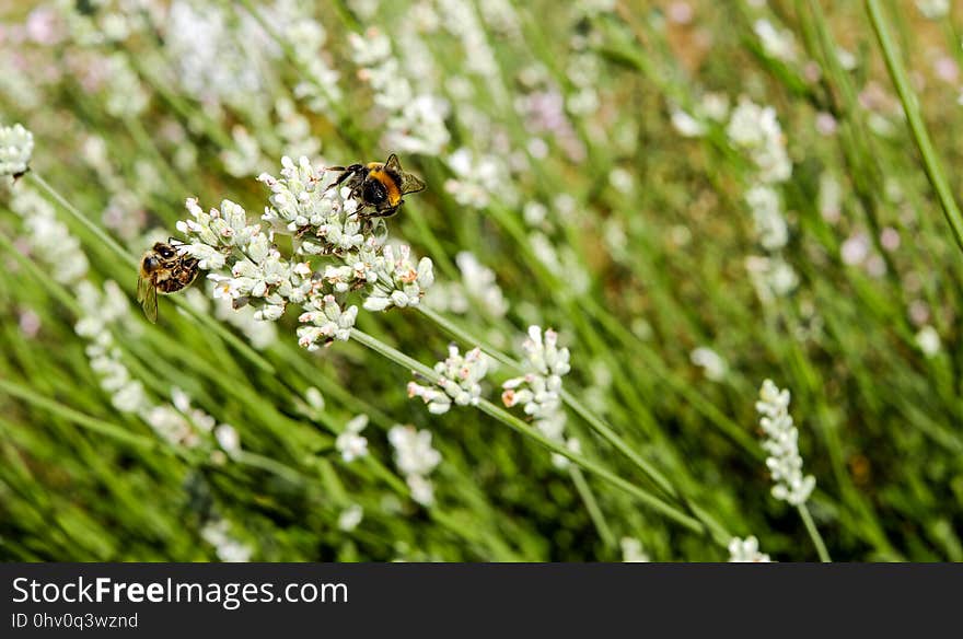 Flora, Bee, Membrane Winged Insect, Insect