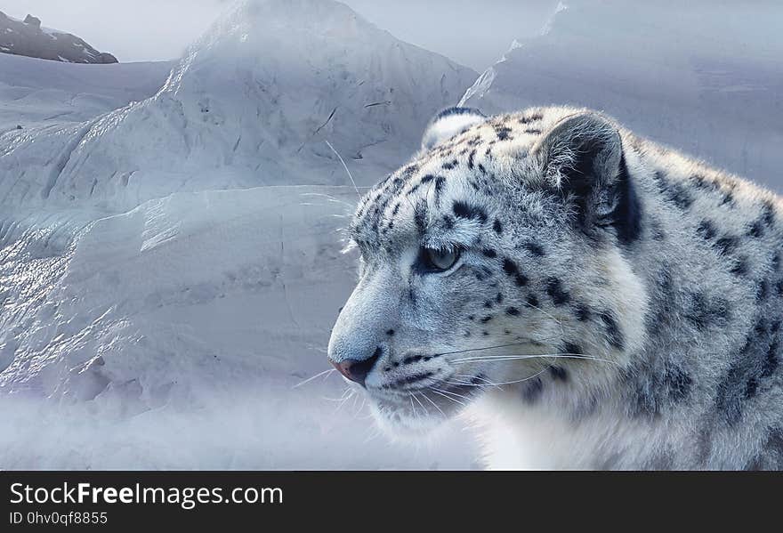 Snow Leopard, Wildlife, Mammal, Cat Like Mammal