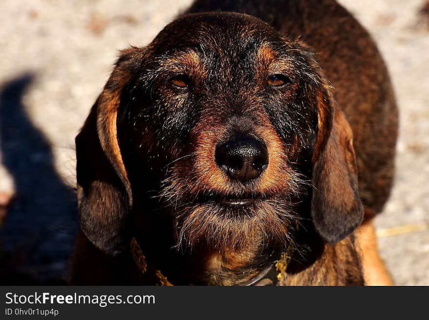 Dog, Dog Like Mammal, Dog Breed, Snout