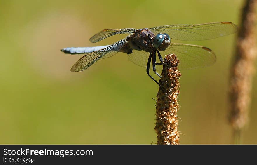 Dragonfly, Insect, Dragonflies And Damseflies, Invertebrate