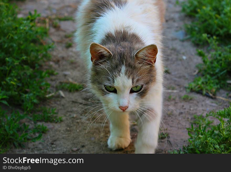 Cat, Fauna, Whiskers, Small To Medium Sized Cats