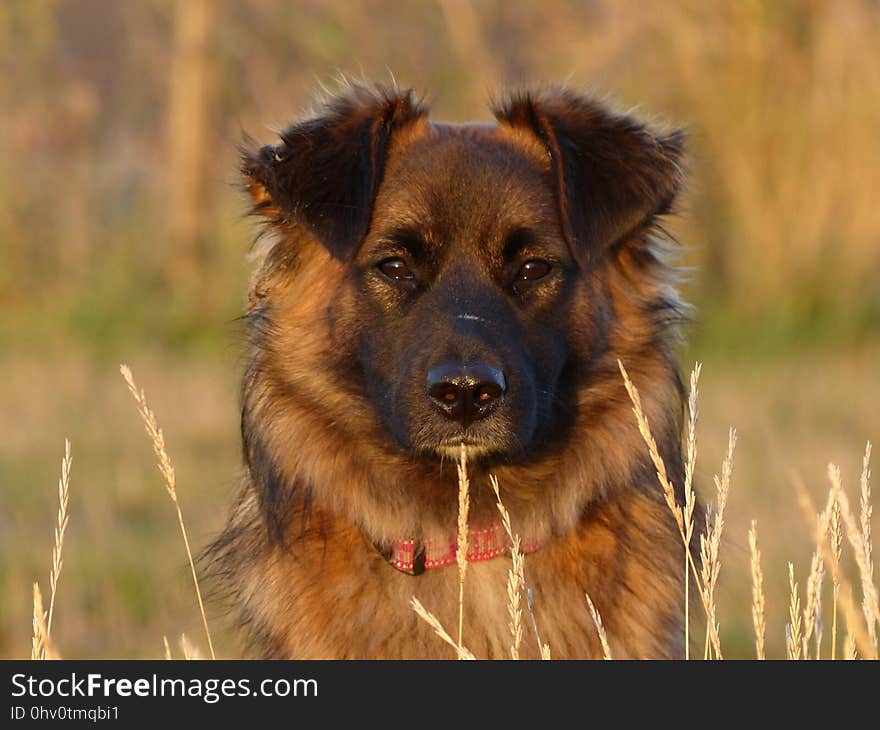 Dog, Dog Breed, Dog Like Mammal, Dog Breed Group