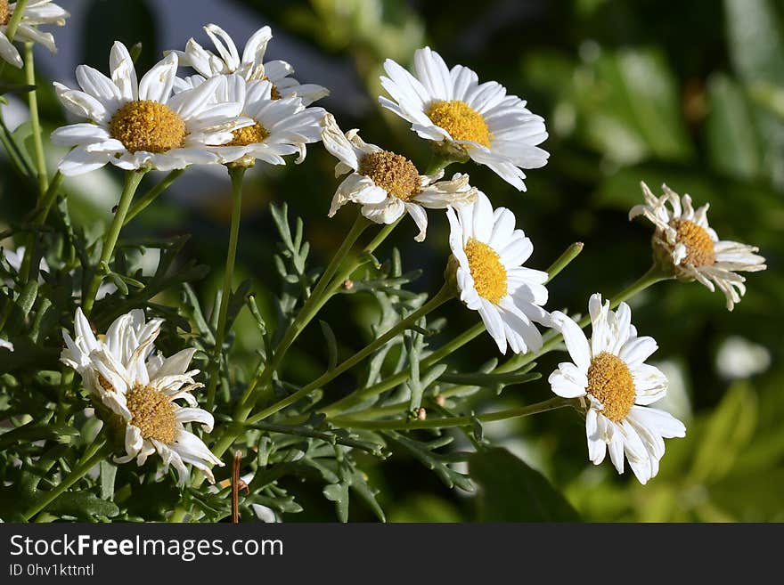 Flower, Oxeye Daisy, Aster, Plant