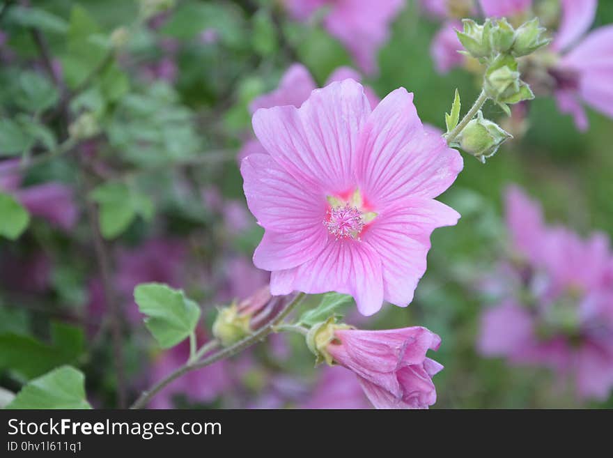 Flower, Plant, Malva, Flowering Plant