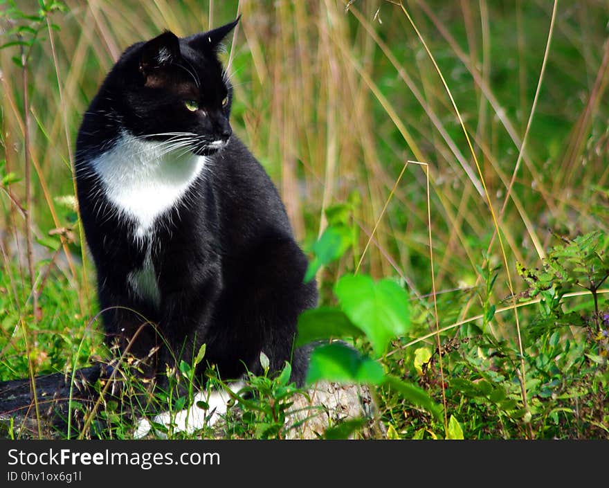 Cat, Fauna, Whiskers, Grass