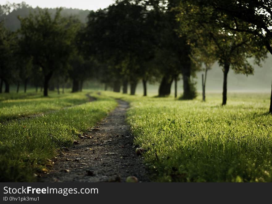 Nature, Path, Green, Field