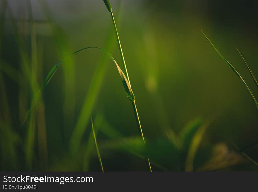 Green, Vegetation, Grass, Water