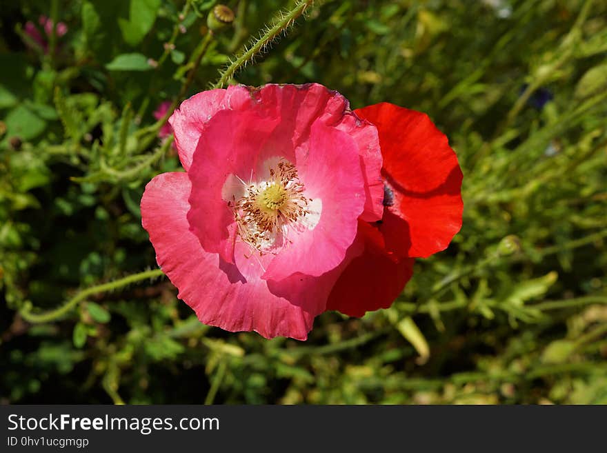 Flower, Wildflower, Pink, Flowering Plant