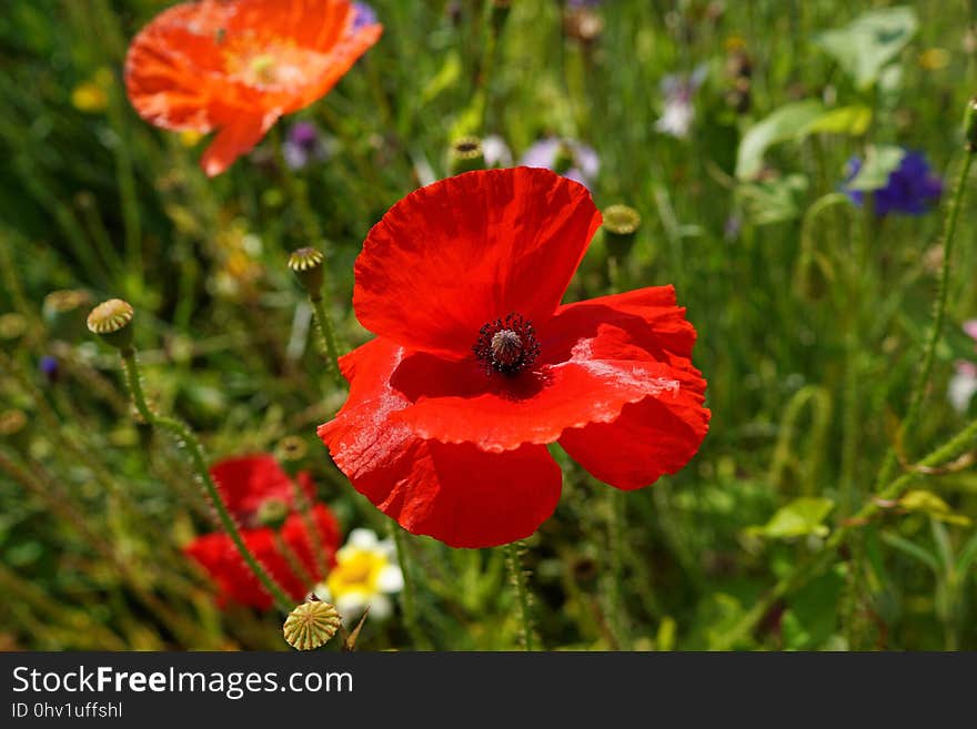 Flower, Wildflower, Poppy, Poppy Family