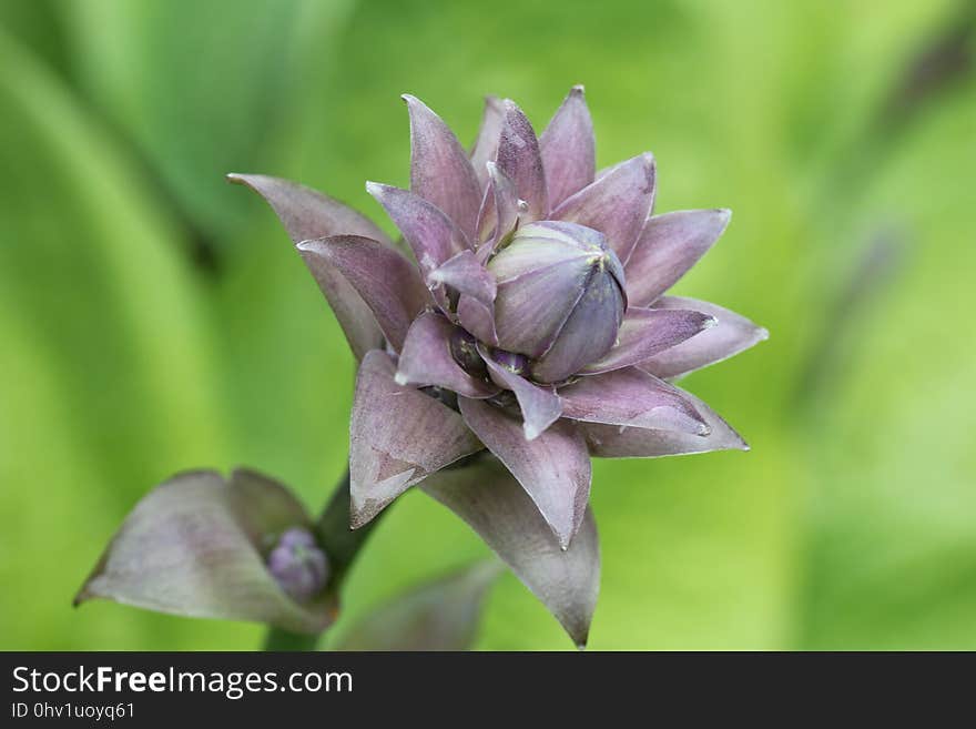 Flower, Plant, Flora, Purple