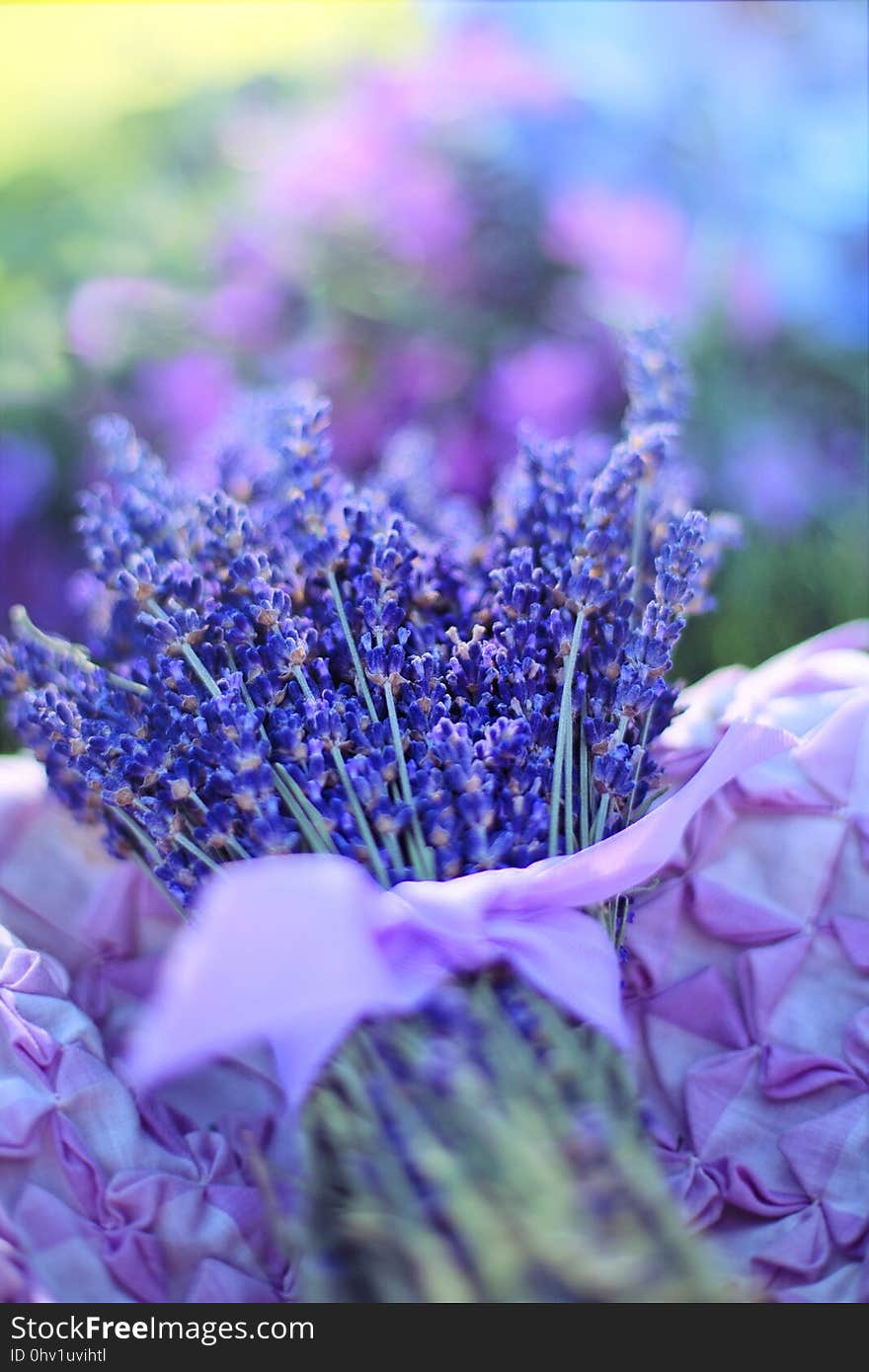 Blue, Flower, Purple, Violet