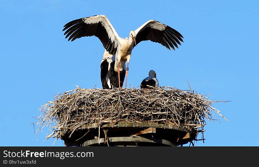 Bird, Stork, White Stork, Sky