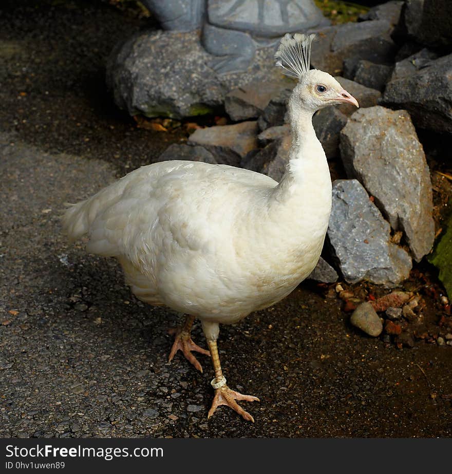 Fauna, Bird, Galliformes, Beak