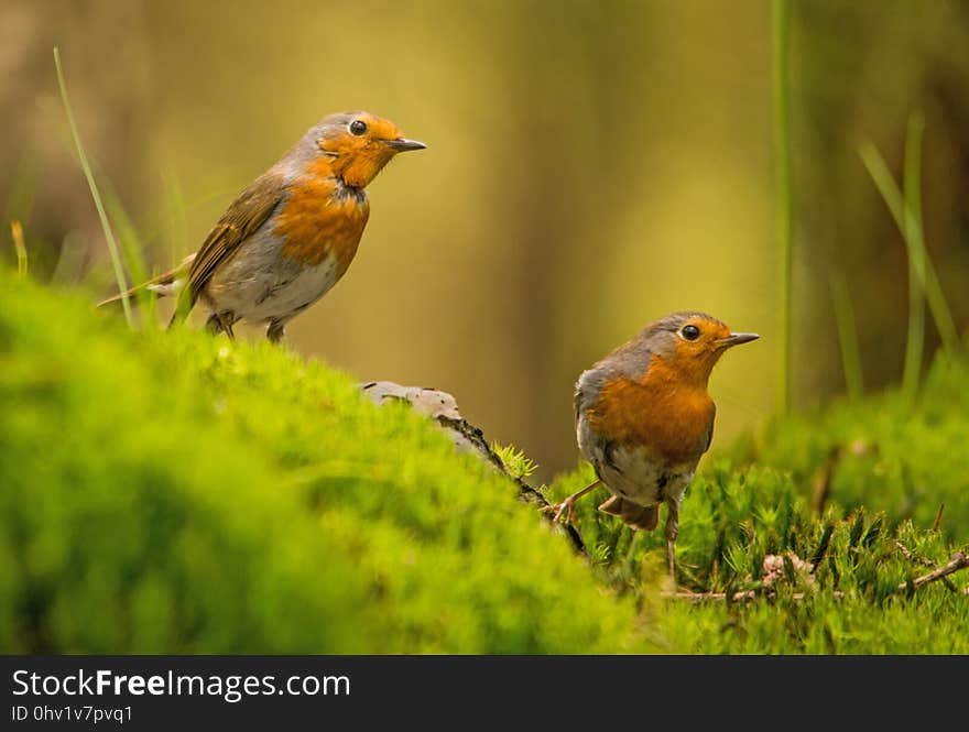 Bird, European Robin, Fauna, Beak