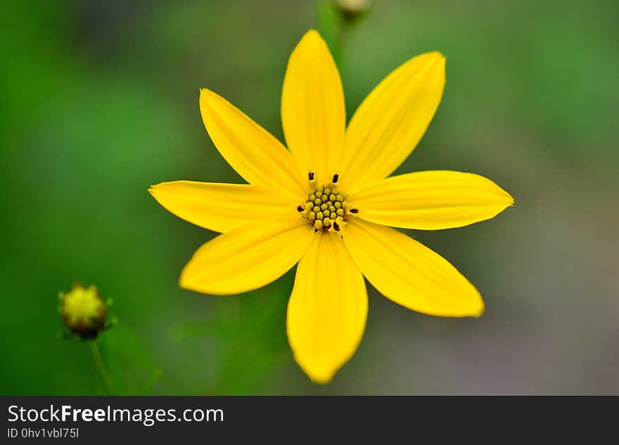 Flower, Yellow, Flora, Wildflower