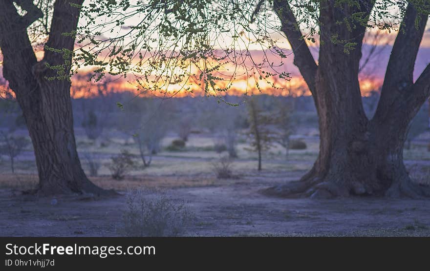 Tree, Branch, Grove, Sunlight