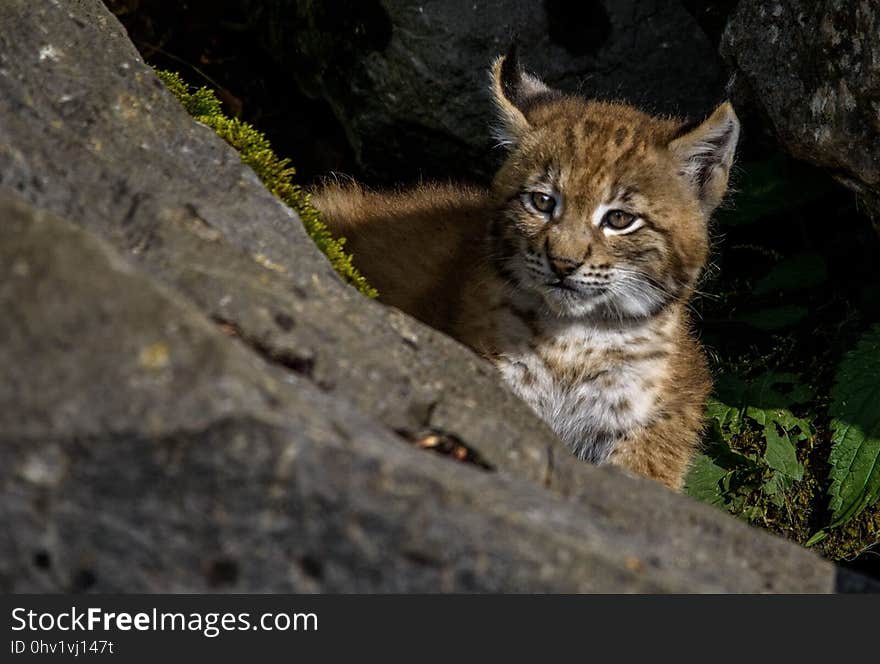 Wildlife, Mammal, Fauna, Small To Medium Sized Cats