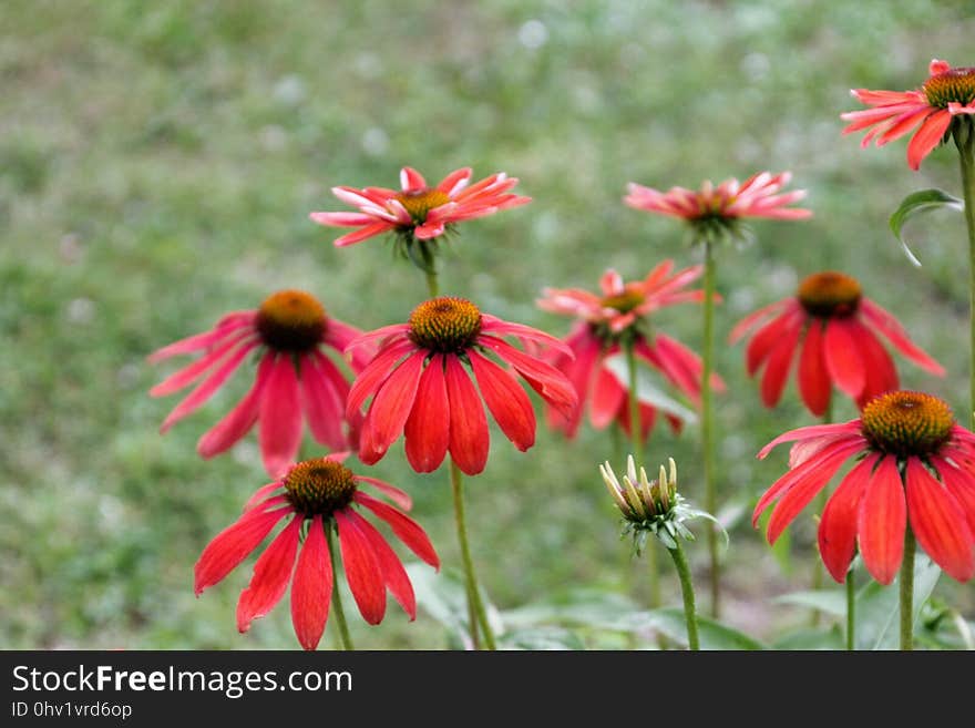 Flower, Plant, Coneflower, Flora