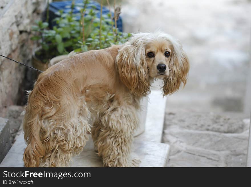 Dog, Dog Like Mammal, Dog Breed, Spaniel