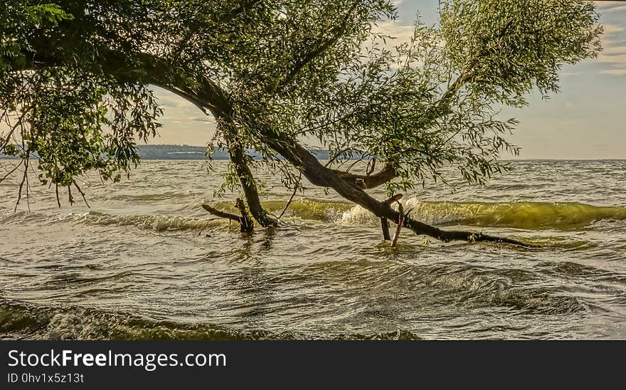 Water, Tree, Bank, Shore