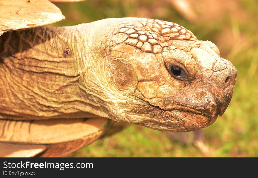 Tortoise, Turtle, Reptile, Terrestrial Animal