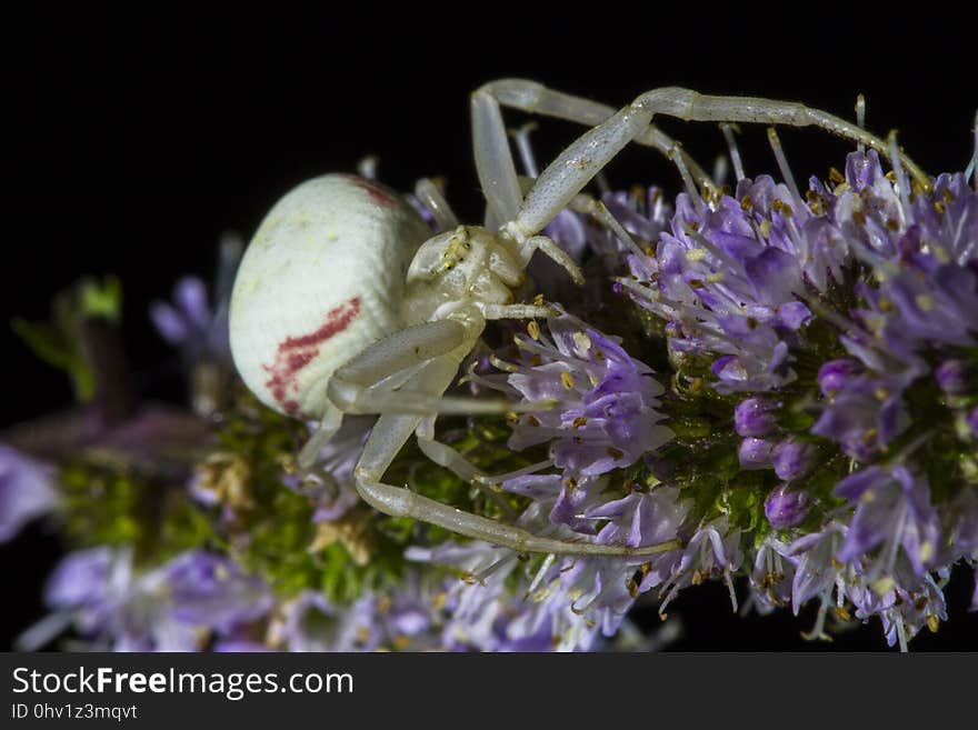 Insect, Invertebrate, Membrane Winged Insect, Bee