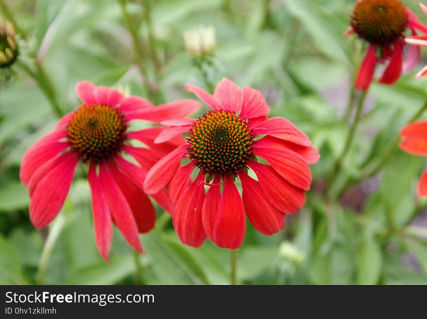 Flower, Coneflower, Plant, Petal