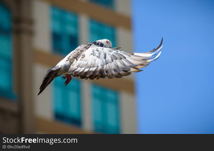 Bird, Beak, Fauna, Sky