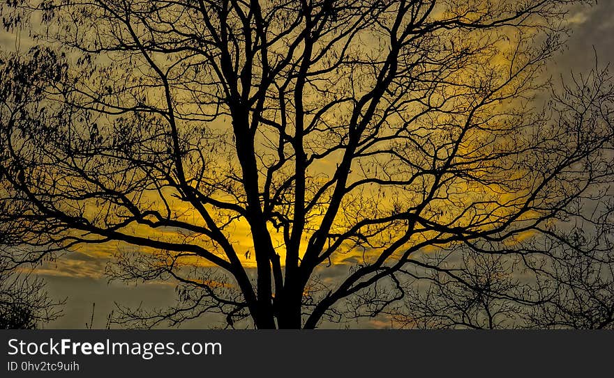 Tree, Branch, Nature, Yellow