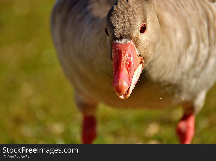 Beak, Fauna, Bird, Water Bird