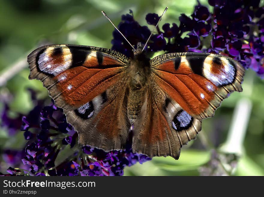 Butterfly, Moths And Butterflies, Insect, Brush Footed Butterfly