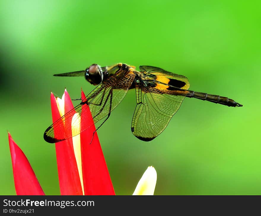 Insect, Invertebrate, Dragonfly, Macro Photography