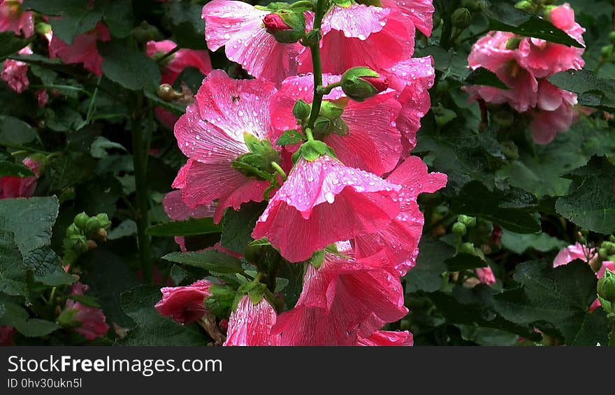 Flower, Pink, Plant, Flora