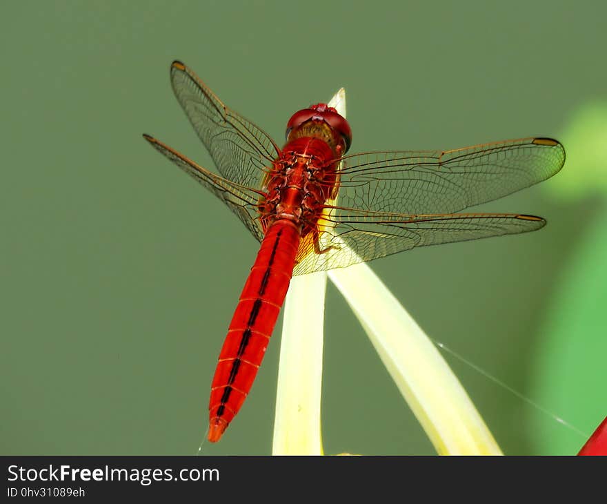 Insect, Dragonfly, Dragonflies And Damseflies, Invertebrate