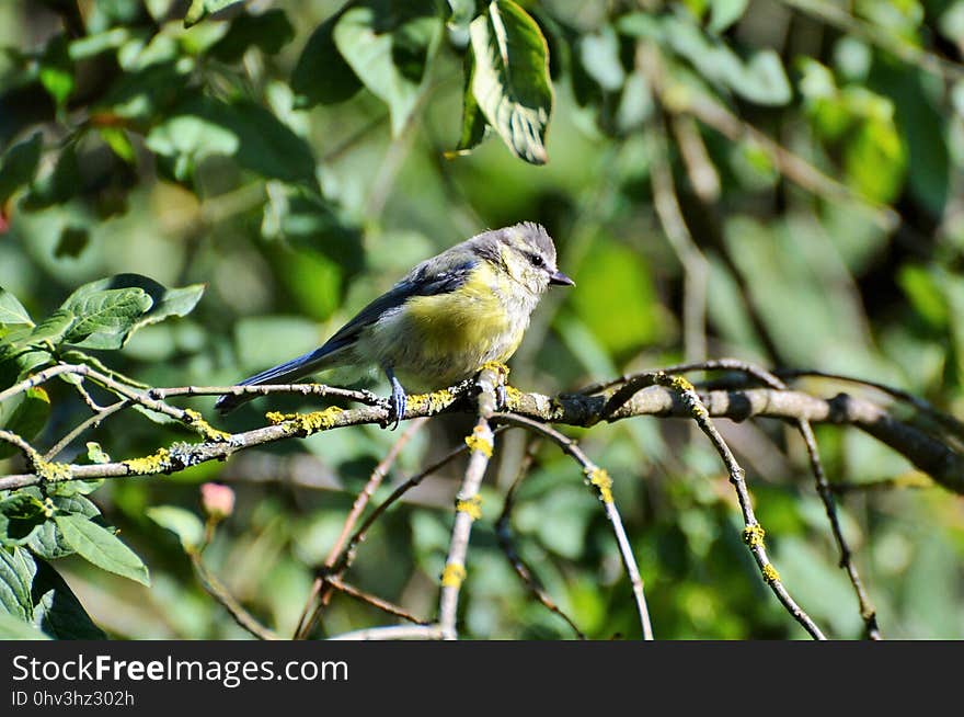 Bird, Fauna, Beak, Wildlife