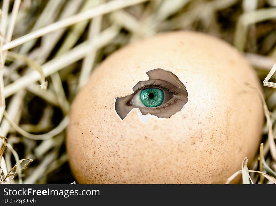 Eye, Close Up, Macro Photography