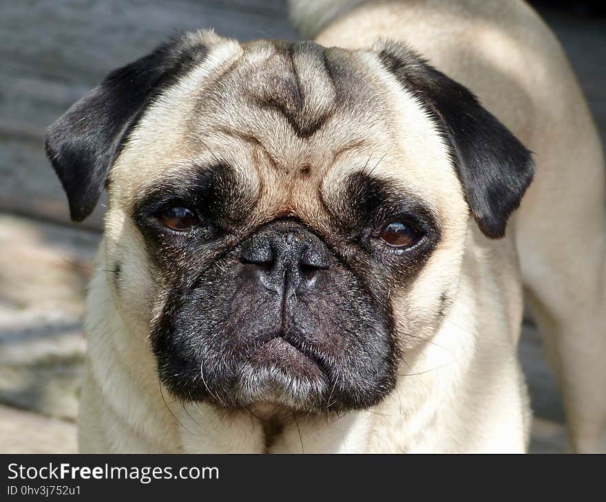 Pug, Dog, Dog Like Mammal, Dog Breed