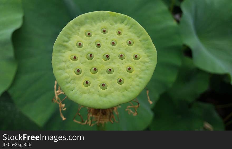 Flora, Flower, Close Up, Sacred Lotus