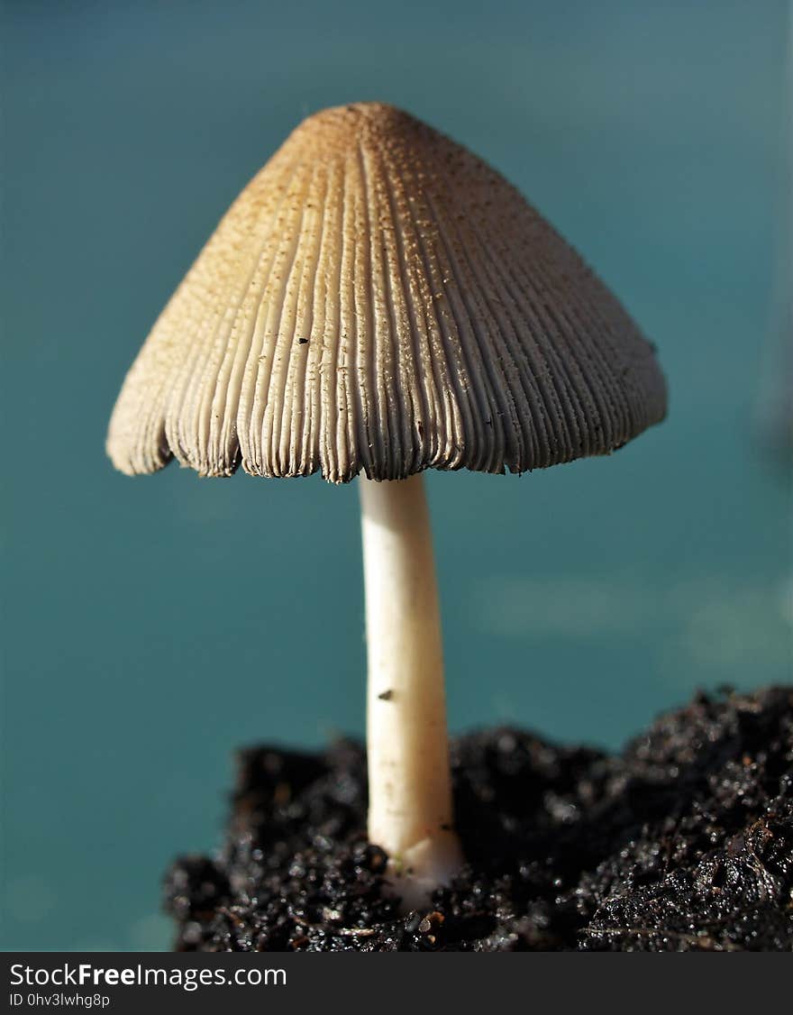 Mushroom, Agaricaceae, Edible Mushroom, Fungus